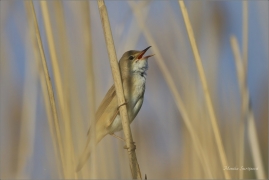 <p>RÁKOSNÍK OBECNÝ (Acrocephalus scirpaceus) – Eurasian reed warbler – Teichrohrsänger</p>